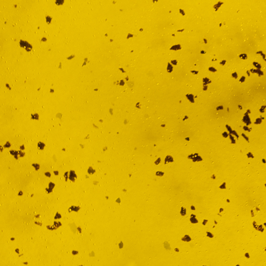 Extra Virgin Olive Oil With Truffles